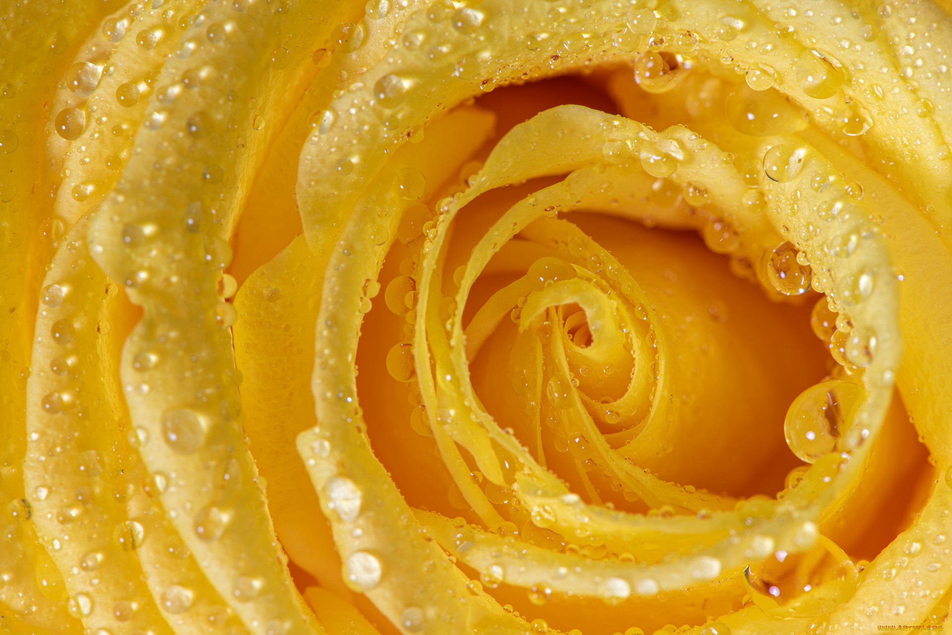 �����, ����, ������